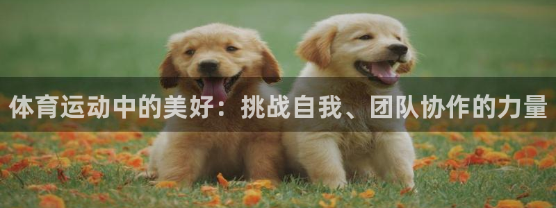 体育运动中的美好：挑战自我、团队协作的力量